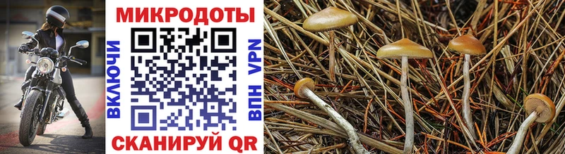 Псилоцибиновые грибы Psilocybine cubensis  где найти   Миньяр 