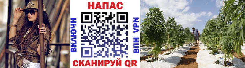 Каннабис индика  Миньяр 